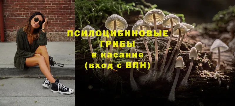 Галлюциногенные грибы Psilocybe  продажа наркотиков  блэк спрут сайт  Белокуриха 